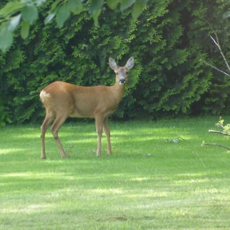 Vakantie Op De Veluwe Villa Lunteren Ngoại thất bức ảnh